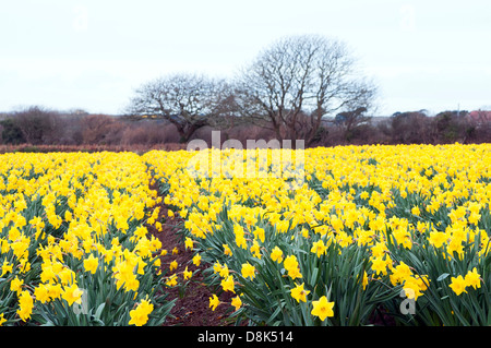 Daffodil campi in Cornwall, Regno Unito Foto Stock