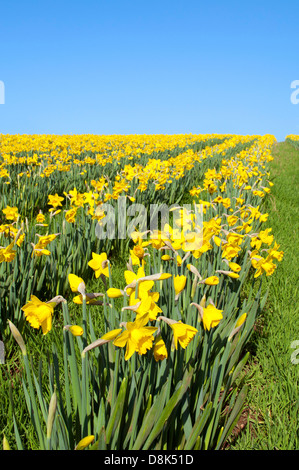 Daffodil campi in Cornwall, Regno Unito Foto Stock