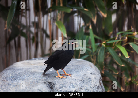 Grested Myna close up shot Foto Stock