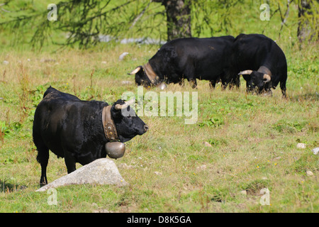 Herens (bovini) Foto Stock