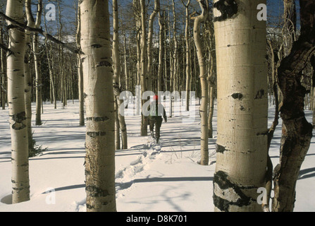 Questa immagine mostra una persona che cammina con le racchette da neve attraverso una natura selvaggia innevata, con il paesaggio circostante ricoperto di neve fresca. Le racchette da neve sono una popolare attività invernale che consente agli individui di attraversare più facilmente la neve profonda, offrendo un modo unico per esplorare la natura in condizioni climatiche fredde. Foto Stock