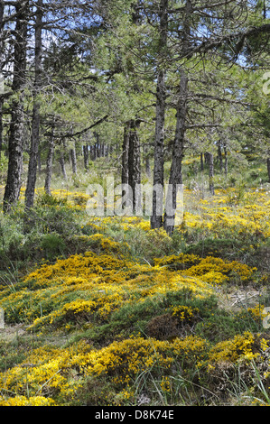 Il giallo fiore Foto Stock