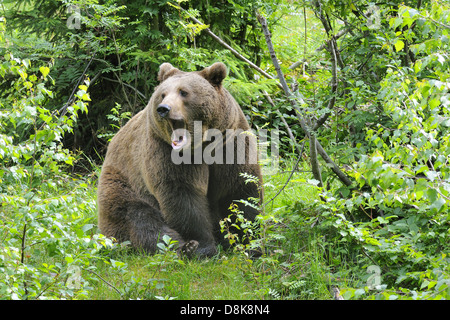 Marrone europeo baer Foto Stock