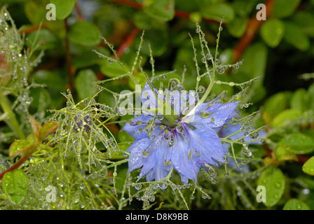 Nigella damascena Foto Stock