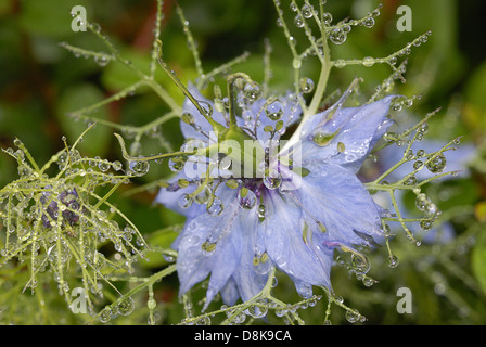 Nigella damascena Foto Stock