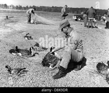 La cattura e la fascettatura di uccelli acquatici vintage foto di animali. Foto Stock