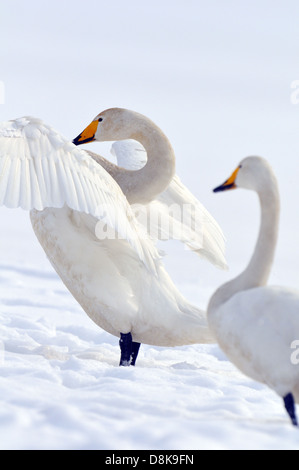 Cigno selvatico Foto Stock