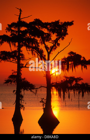 Elk283-4558v Louisiana Cajun Country, Morgan City, Lago Palourde, sunrise attraverso muschio Spagnolo Foto Stock