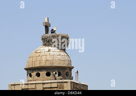 Cicogna Foto Stock