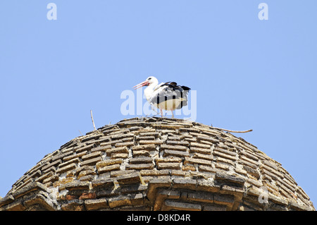 Cicogna Foto Stock