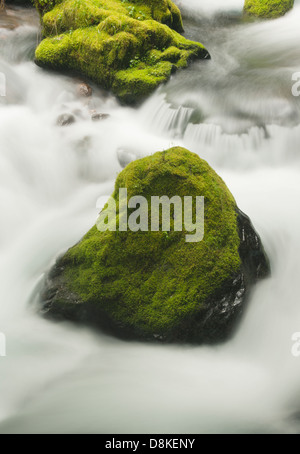 Panther Creek Falls, Gifford Pinchot National Forest, Washington aprile Foto Stock