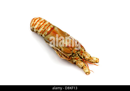 Champagne Astice Foto Stock