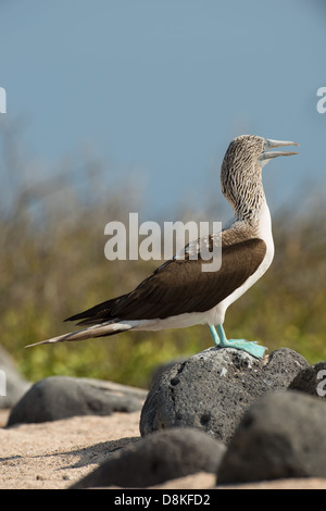 Foto di stock di un blu footed booby in piedi su una roccia, North Seymour Island, Galapagos Foto Stock