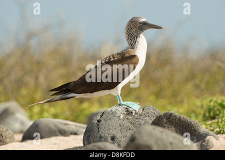 Foto di stock di un blu footed booby in piedi su una roccia, North Seymour Island, Galapagos Foto Stock