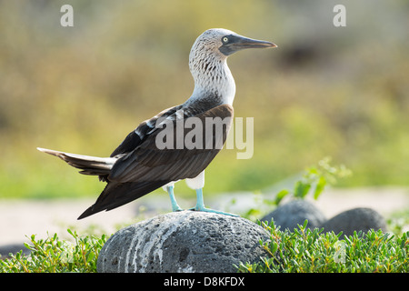 Foto di stock di un blu footed booby in piedi su una roccia, North Seymour Island, Galapagos Foto Stock