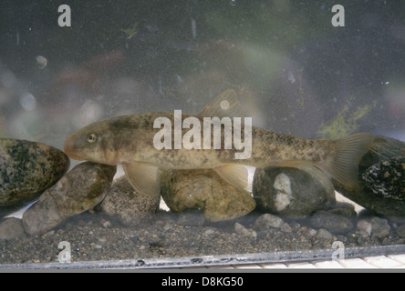 La Santa Ana sucker è una minaccia di specie ittiche. Foto Stock