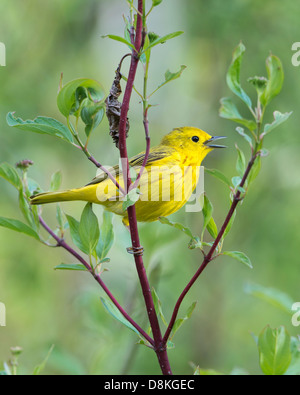 Un canto trillo giallo (Dendroica petechia) maschio, Missoula, Montana Foto Stock