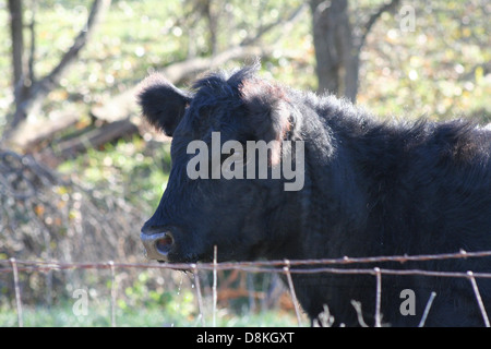 Questa immagine mostra una mucca nera, spesso associata all'allevamento, catturata in un campo all'aperto o in un ambiente rurale. Foto Stock