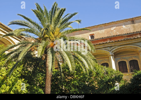 Palm Tree Foto Stock