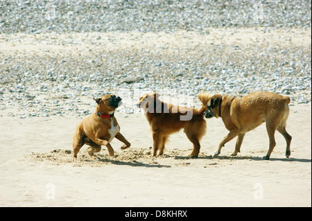 Cani che giocano sulla sabbia su una spiaggia, godendosi la libertà della vita all'aria aperta. L'immagine cattura l'interazione giocosa tra i cani e l'ambiente della spiaggia, evidenziando la gioia e l'energia degli animali domestici in un ambiente naturale. Foto Stock