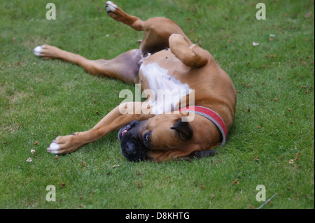 Un cane riposa o gioca sull'erba, godendosi un momento all'aperto. L'immagine cattura il comportamento naturale del cane, in un campo erboso o in un giardino, evidenziandone il comportamento giocoso o rilassato. Foto Stock
