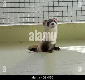 Mustela nigripes nero footed ferret in gabbia. Foto Stock