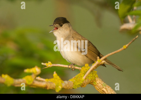 Capinera maschio (Sylvia atricapilla) cantare da una boccola di biancospino Foto Stock