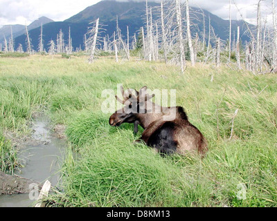Un giovane alce toro, noto anche come Alces alces, riposa in un'area erbosa vicino al bordo dell'acqua. Questo grande erbivoro si trova spesso nelle regioni settentrionali del Nord America e dell'Europa. Foto Stock