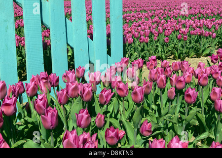 I tulipani in fiore e recinzione blu Swaffham Norfolk Foto Stock