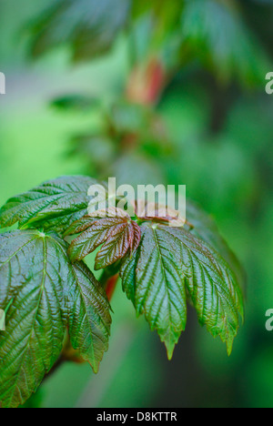 Fresca giovani Sycamore alberello lascia su di una mattina di primavera - Acer pseudoplantanus. Foto Stock