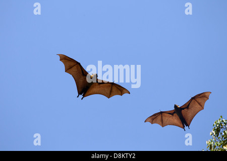 Frutto Bat o volpi volanti Pteropus giganteus a roost coloniale Foto Stock