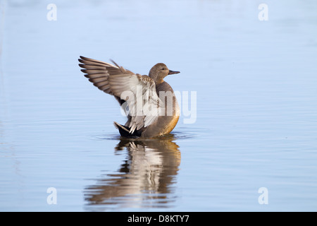 Canapiglia Anas strepera a Cley riserva naturale North Norfolk Foto Stock