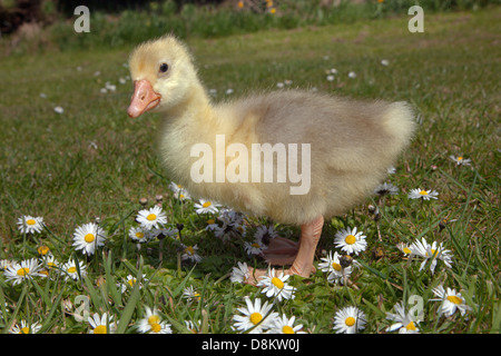 Emden Goose Gosling in quattro giorni Foto Stock