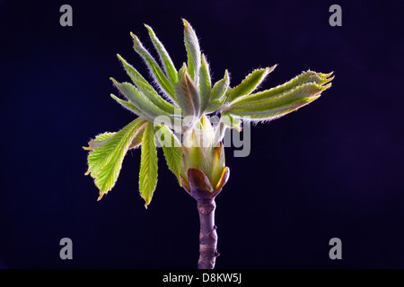 Ippocastano Aesculus hippocastanum nuove foglie Foto Stock