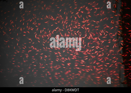 Splendida scuola di pesci rossi vista dall'alto. Anversa. Belgio Foto Stock