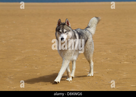 Siberian Husky sulla spiaggia Holkham Foto Stock