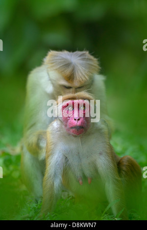 Toque Macaque Macaca sinica sinica maschio femmina grooming Yala National Park nello Sri Lanka Foto Stock