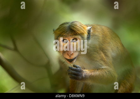 Toque Macaque Macaca sinica sinica alimentare Yala National Park nello Sri Lanka Foto Stock