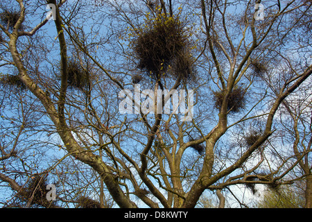 Streghe Ginestra malattia su argento Betulla molla Norfolk Foto Stock
