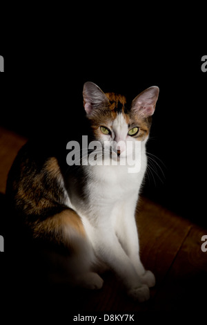 Femmina gatta calico crogiolarsi al sole, sul pianale in legno Foto Stock