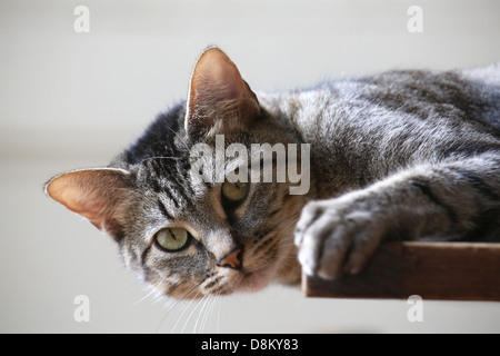 Close up di un gatto, giacente sul tavolo Foto Stock