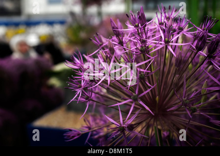 Allium " Purple Rain' sul display al Chelsea Flower Show. Foto Stock