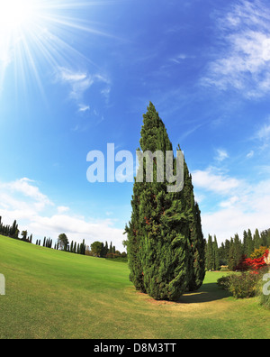 Lone Cypress Foto Stock