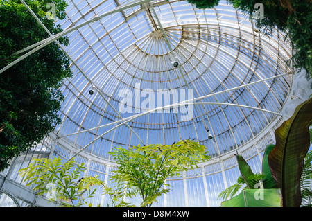 Tetto del più antico del mondo ferro curvilinea-palazzo di vetro, la casa delle palme nel giardino botanico di Belfast Foto Stock