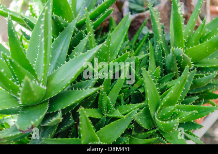 Aloe Vera piante in vendita, che vengono utilizzati come rimedi naturali per la digestione e la pelle le denunce. Foto Stock
