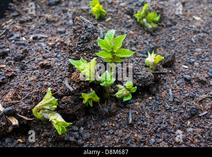 Le piante di patata rompere attraverso il suolo in primavera Foto Stock