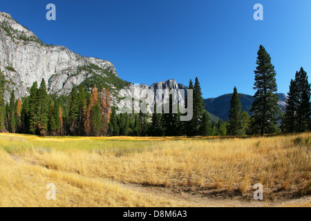 Splendida radura in mattina presto Foto Stock