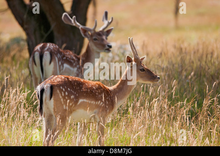 Daini (Dama Dama) buck e capretti con corna coperta in velluto in estate Foto Stock