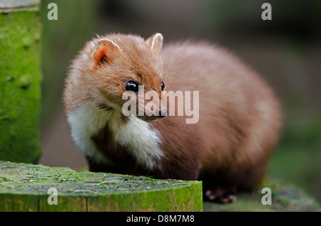 Faina (Martes foina) su woodpile Foto Stock