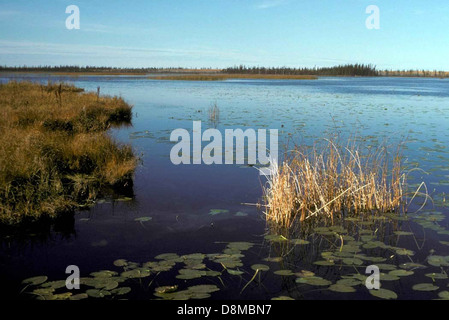 Le ninfee galleggiano con grazia sulla superficie di uno stagno, circondato da altre piante acquatiche e erbacce. Questo ambiente acquatico fornisce un habitat essenziale per pesci e insetti. Foto Stock